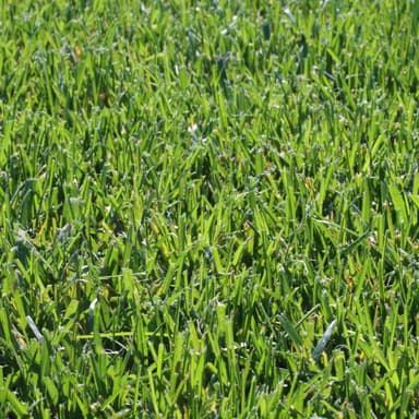 Premium Black Beauty Sod image